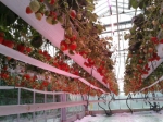 ‘Zachtfruit staat voor schaalvergroting’